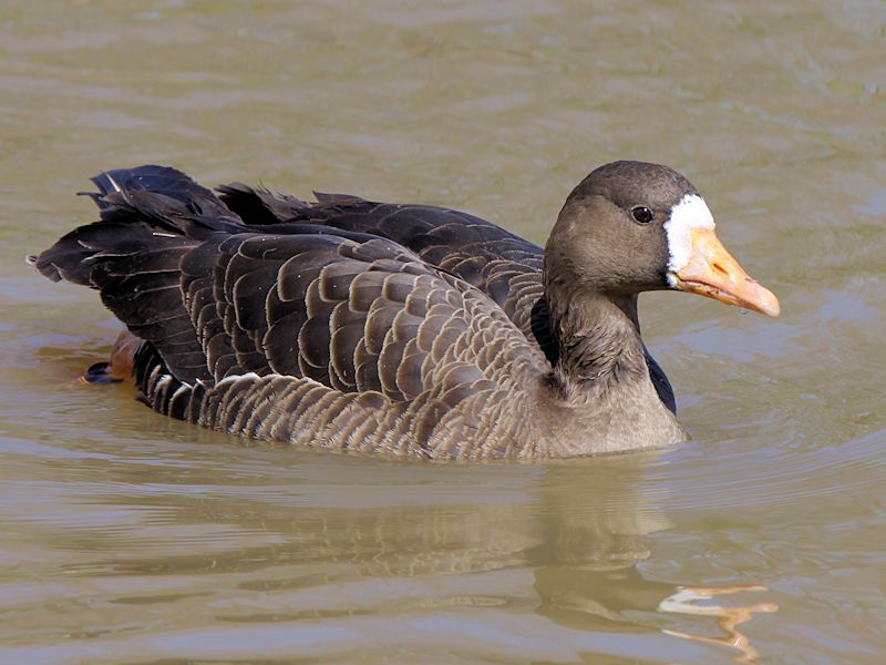 White-Fronted Goose (WWT Slimbridge April 2013) - pic by Nigel Key
